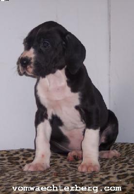 Kobra Vom W�chterberg