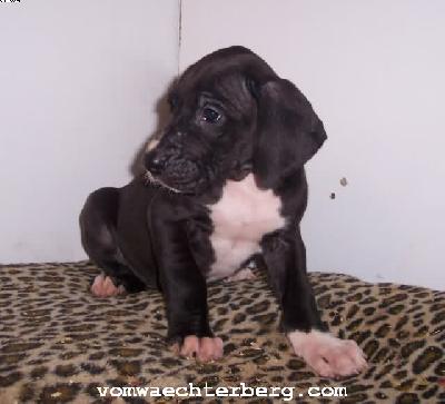 Kosima Vom W�chterberg