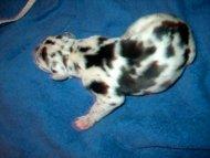 Casper Vom Regenbogental