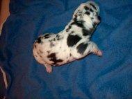 Casimir Vom Regenbogental