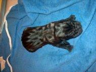 Casanova Vom Regenbogental