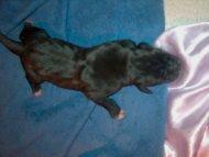 Calidor Vom Regenbogental