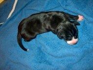 Carlos Vom Regenbogental