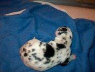 Chantal Vom Regenbogental