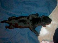 Cheyenne Vom Regenbogental