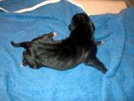 Cleopatra Vom Regenbogental