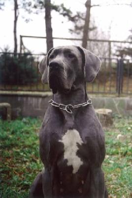 Pandia Vom Hause Wagner