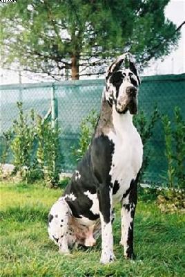 Goya Dei Monti Del Keraton