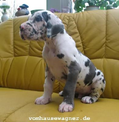 Rocco Vom Hause Wagner