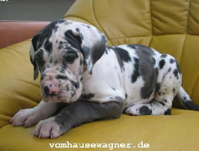 Rocco Vom Hause Wagner