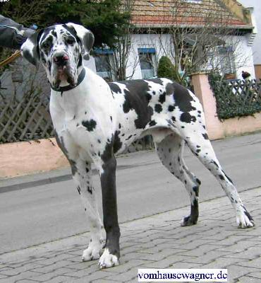 Rocco Vom Hause Wagner