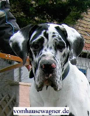 Rocco Vom Hause Wagner