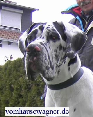 Rocco Vom Hause Wagner