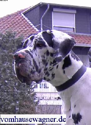 Rocco Vom Hause Wagner