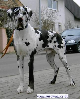 Rocco Vom Hause Wagner