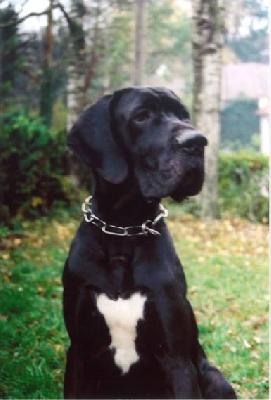 Ramoneur Vom Hause Wagner