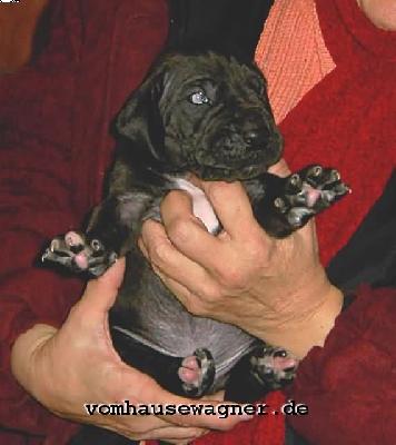 Ramoneur Vom Hause Wagner