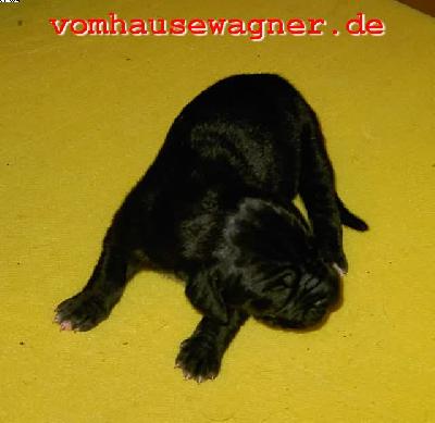 Rogue Vom Hause Wagner