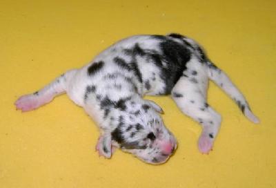 Roxane Vom Hause Wagner