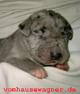 Roche Vom Hause Wagner