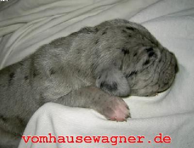 Rumpelstielzchen Vom Hause Wagner