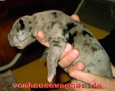 Rumpelstielzchen Vom Hause Wagner