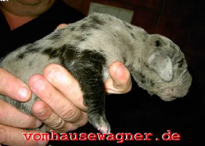 Rumpelstielzchen Vom Hause Wagner