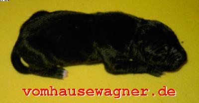 Reine-zoe Vom Hause Wagner