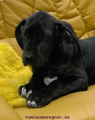 Rania Vom Hause Wagner