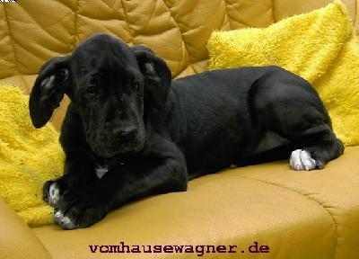 Rania Vom Hause Wagner