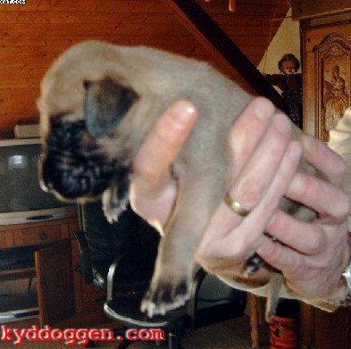 Ikarus Vom Sprendlinger Tal