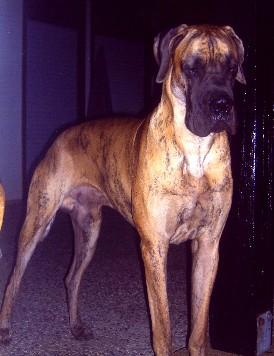 Indigo Vom Sprendlinger Tal