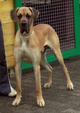 Ike Vom Sprendlinger Tal