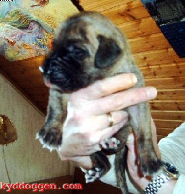 Ivette Vom Sprendlinger Tal