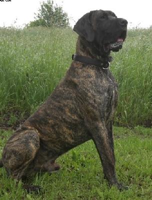 Duncan Von Der Zwergweide