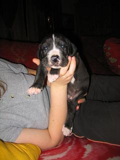 Rasmus Bocca D�tigre