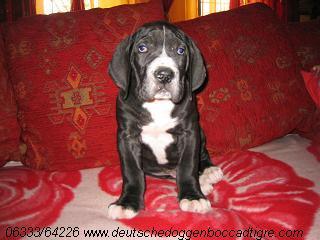 Rasmus Bocca D�tigre