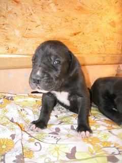 Romeo-lord Bocca D�tigre