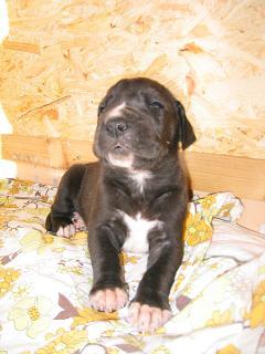 Rocco Bocca D�tigre