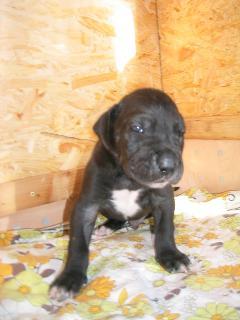 Ricardo Bocca D�tigre