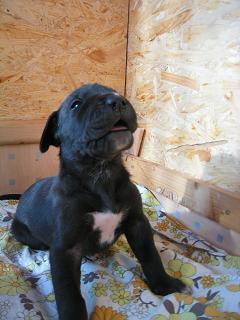 Rimini Bocca D�tigre