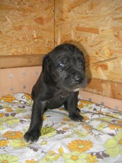 Rabea Bocca D�tigre