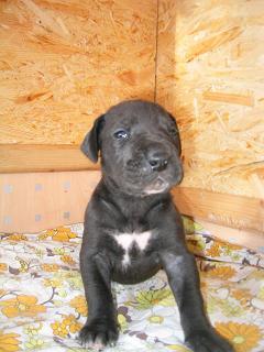 Roxane Bocca D�tigre