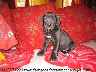 Roxane Bocca D�tigre