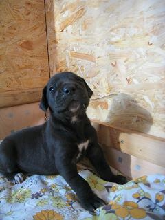 Raquel Bocca D�tigre