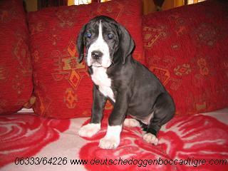 Rosalita Bocca D�tigre