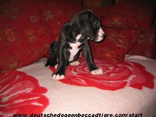 Romina Bocca D�tigre