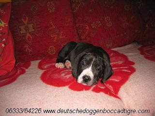 Romina Bocca D�tigre