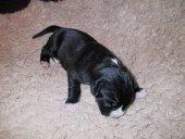 Echnaton Vom Teufelsgrund