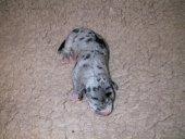 Empire Vom Teufelsgrund